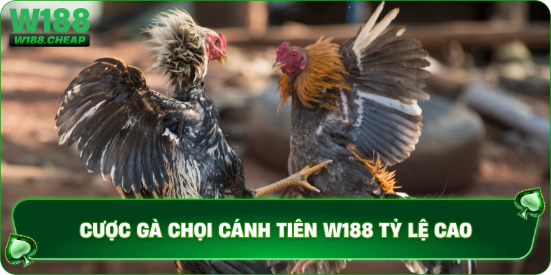 Cược gà chọi cánh tiên W188 tỷ lệ cao