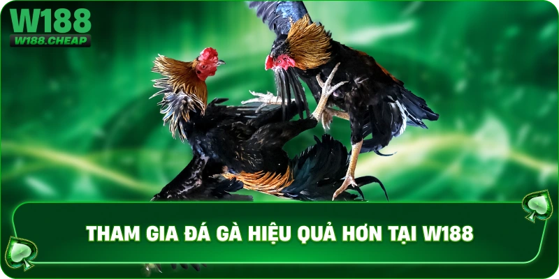 Tham gia đá gà hiệu quả hơn tại W188 